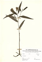 藏品(葳蕤)的圖片